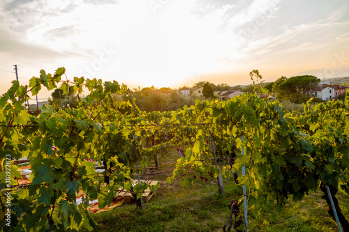 Vineyard during sunset close to Vinci  Tuscany Italy