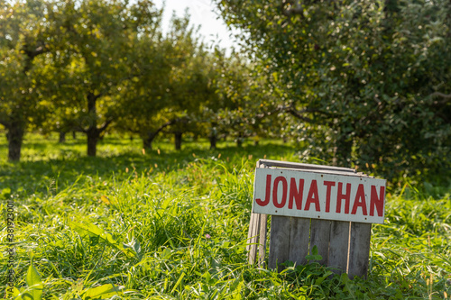 Εκτύπωση καμβά Sign for Jonathan apples in an orchard