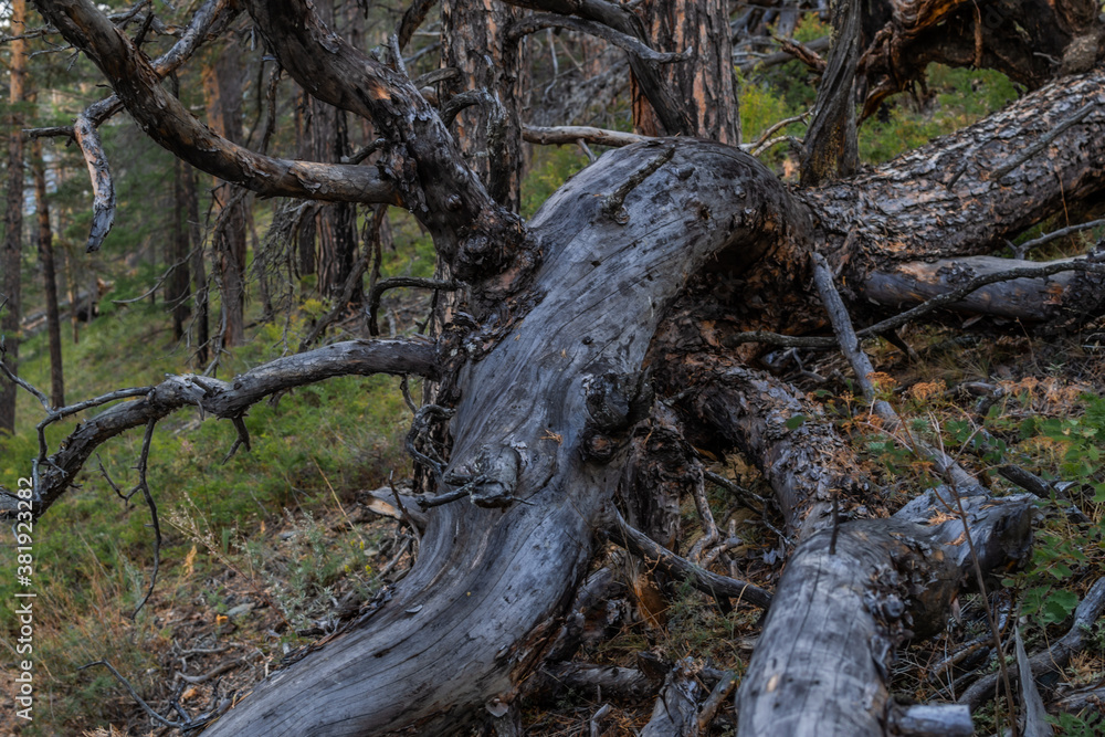 Dry dead twisting curves tree after fire, felled, lies in light grass. Green pine trees forest background. Baikal nature.