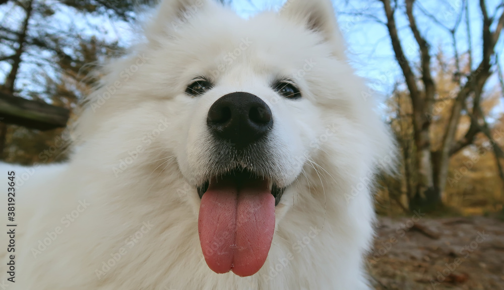 close up portrait of a samoyed dog close up portrait of a samoyed dog
