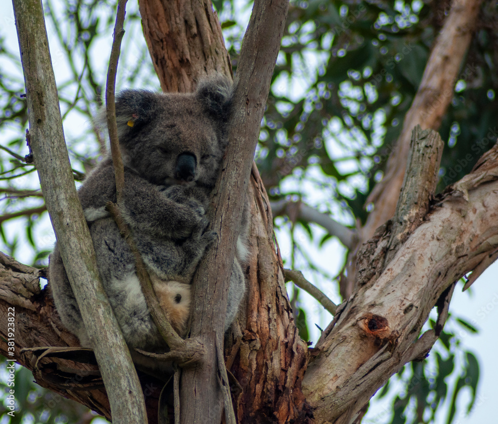 Fototapeta premium koala bear sitting on tree