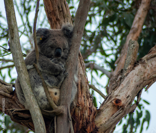 koala bear sitting on tree