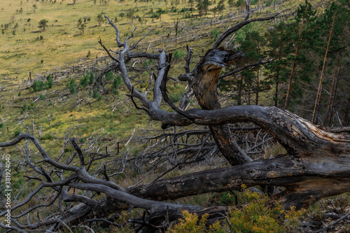 Old dry dead dark curves twisted tree with branches, lies after fire on yellow grassy slope of mountain with forest. Top view. Baikal