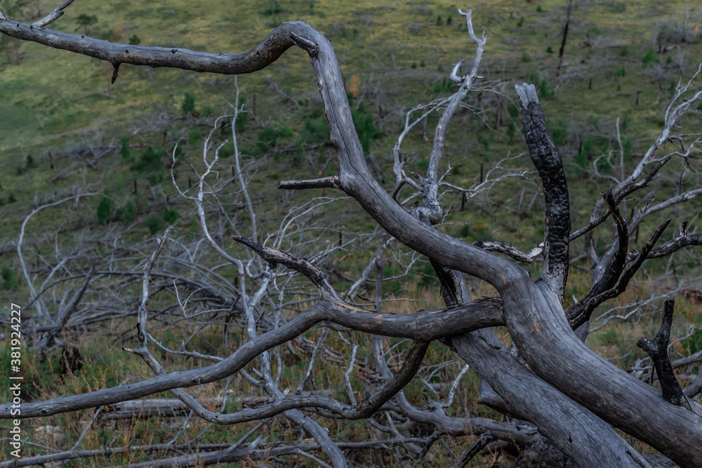 Dry dead gray curves twisted in spiral tree branches after fire on green mountain. Top view Dry dead gray curves twisted in spiral tree branches after fire on green mountain. Top view
