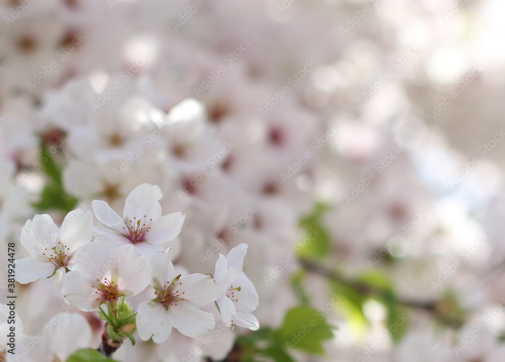 Beautiful and lovely pink cherry blossom (sakura) flower, soft focus Beautiful and lovely pink cherry blossom (sakura) flower, soft focus