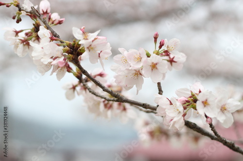 Beautiful and lovely pink cherry blossom (sakura) flower, soft focus