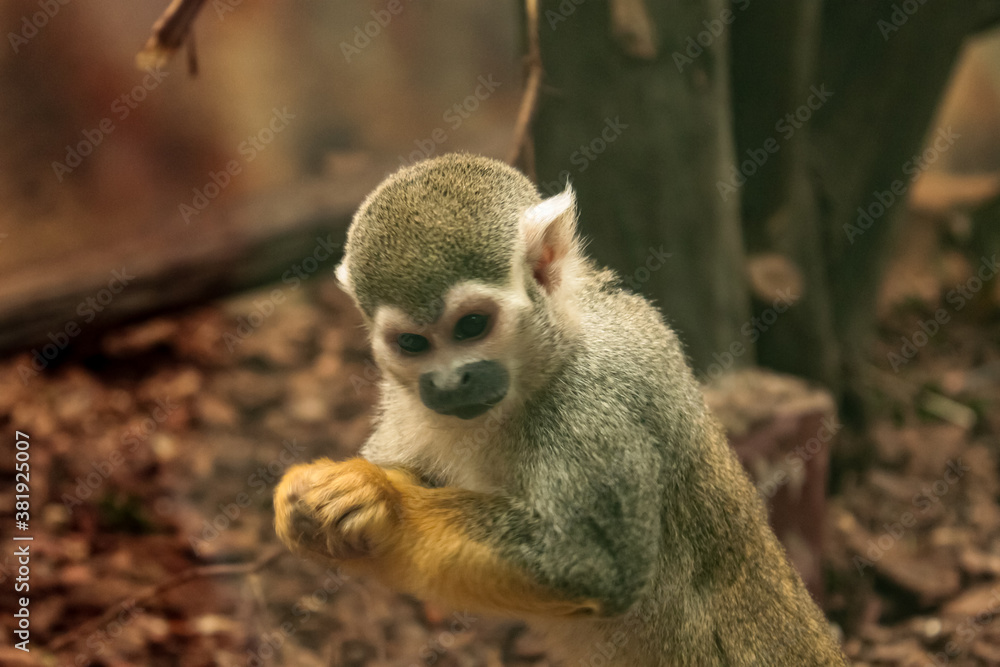 Obraz premium cute monkey 