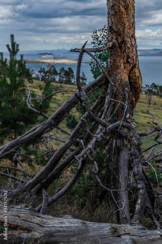 Old dry dead red curves twisted Baikal tree with gray branches vertically felled after fire  lies on grassy slope of mountain. Upside down. Blue lake background. Tragedy