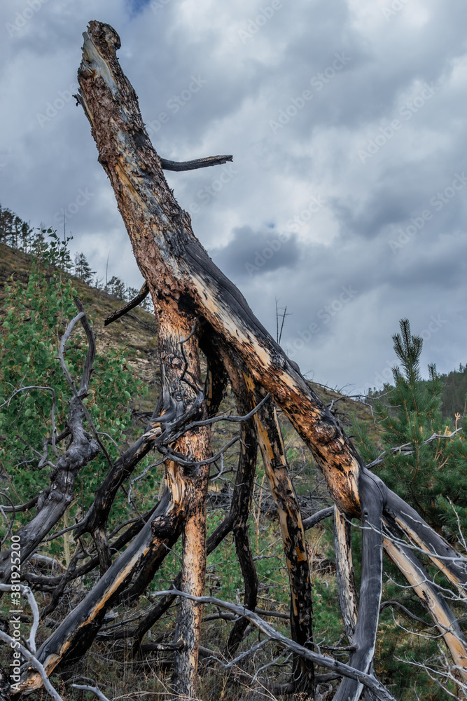 Broken dry dead red trunk of pine tree with crooked branches after fire. Upside down. Forest green mountains background. Clouds in sky. Overcast