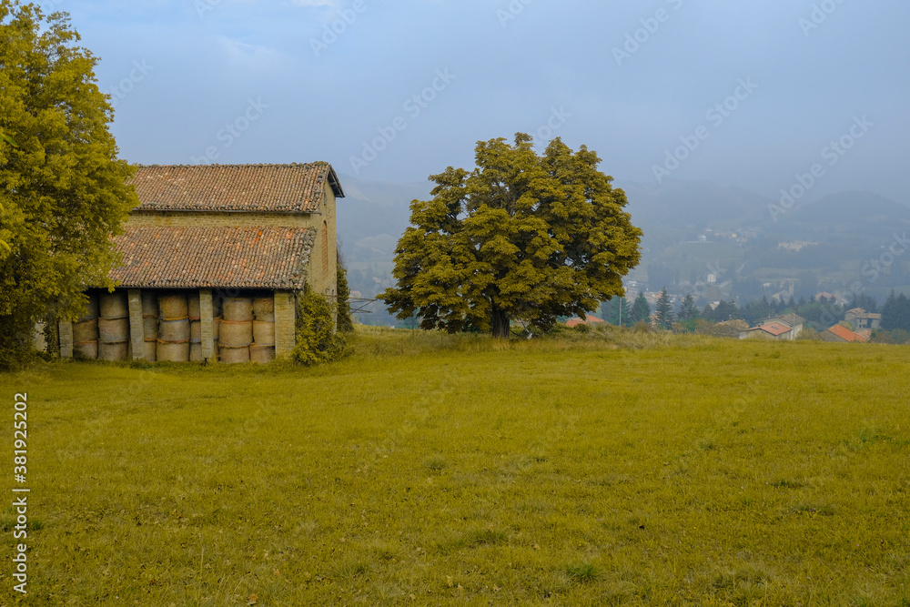 old barn in the field, yellow fall tree across the foggy landscape. Fall concept. old barn in the field, yellow fall tree across the foggy landscape. Fall concept.