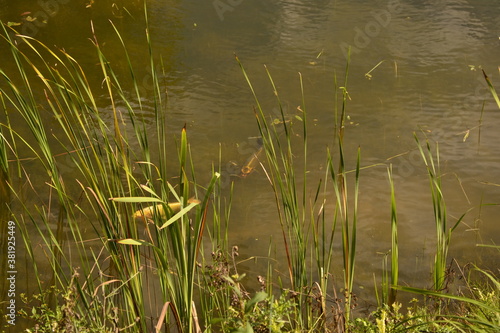 reeds in the water © Віталій Віжанський