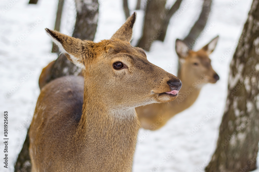 Spotted deer walk in the snow. Mammals, hoofed animals. Winter, sunny day, good weather. Close up shot. Spotted deer walk in the snow. Mammals, hoofed animals. Winter, sunny day, good weather. Close up shot.