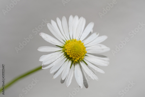 Makro: Ein Gänseblümchen (lat. Bellis perennis) vor einem neutralen grau-weißen Hintergrund