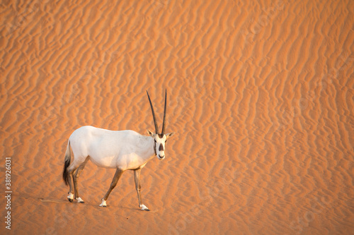 arabian oryx in a desert near Dubai