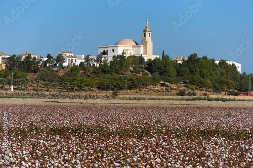cotton plantation in Puebla de Cazalla, province of Seville. Spain