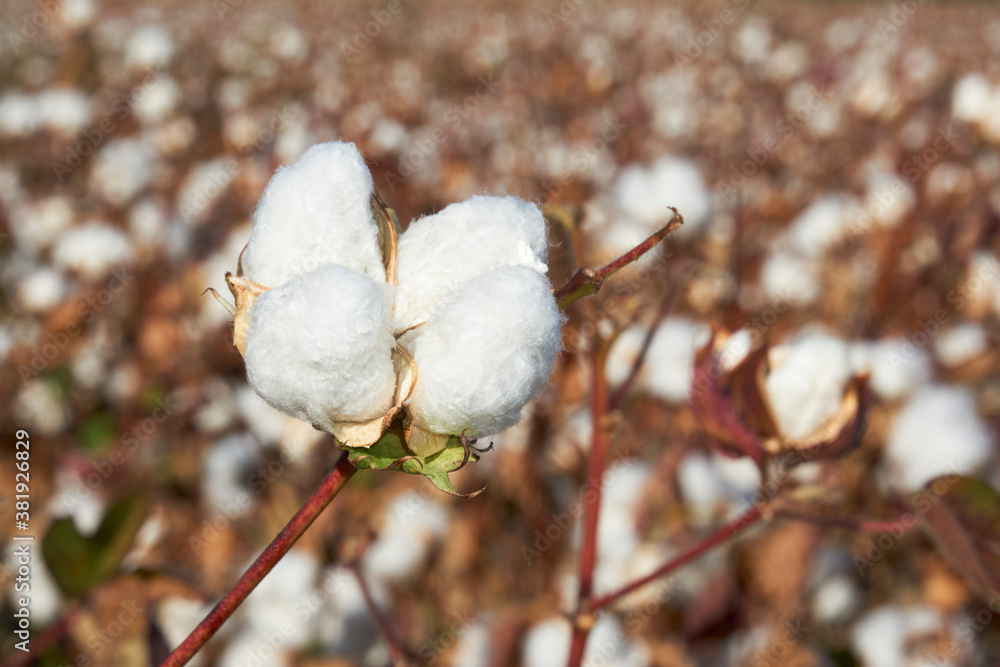 cotton plantation in Puebla de Cazalla, province of Seville. Spain cotton plantation in Puebla de Cazalla, province of Seville. Spain