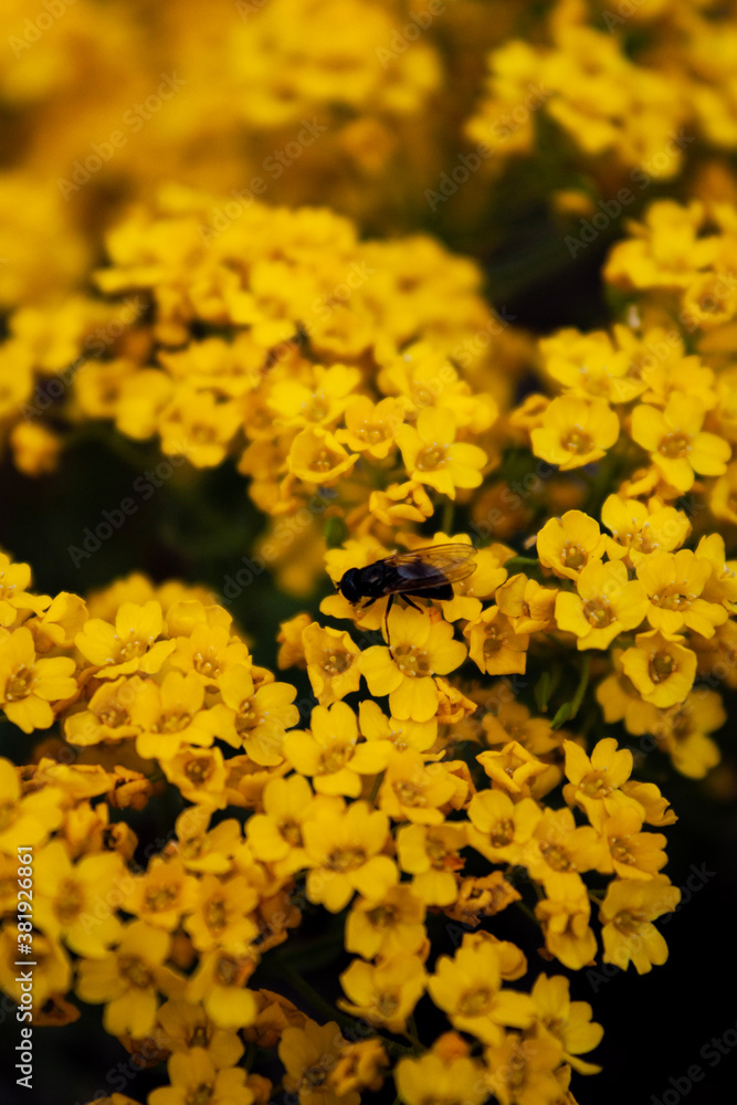 fly on yellow floral background fly on yellow floral background