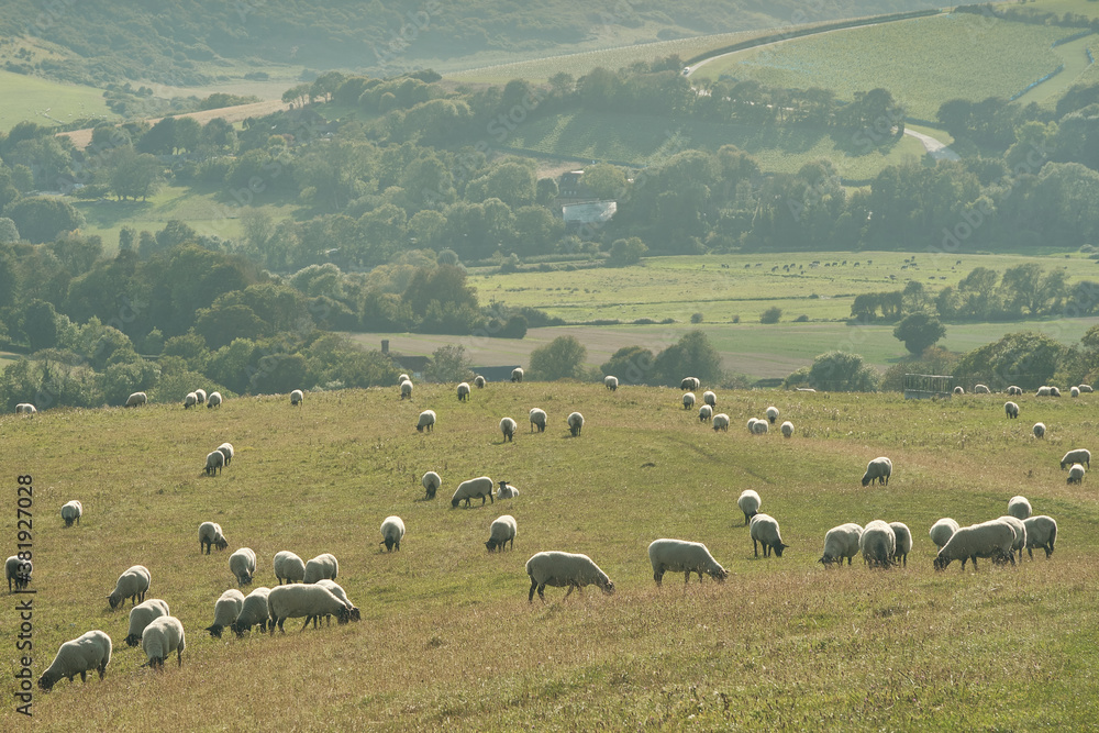 Sheep grazing in a field with on the Sussex Downs near Alfriston