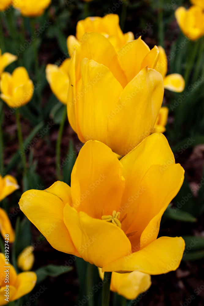 yellow tulips in garden yellow tulips in garden