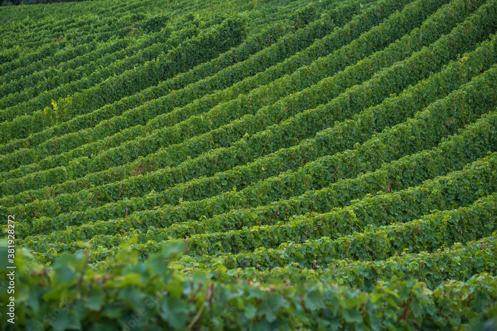 Rows of vines in a vineyard in Wiesbaden / Germany shortly before the harvest