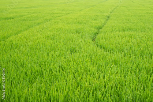 rice,green,nature