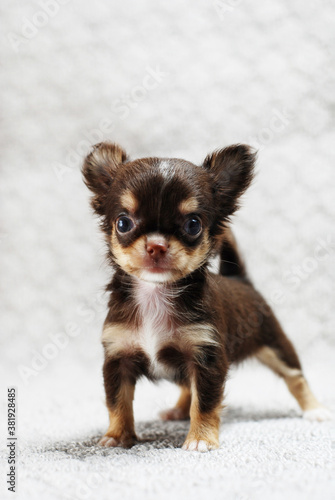 Photos of various postures of the Chihuahua puppies © nik