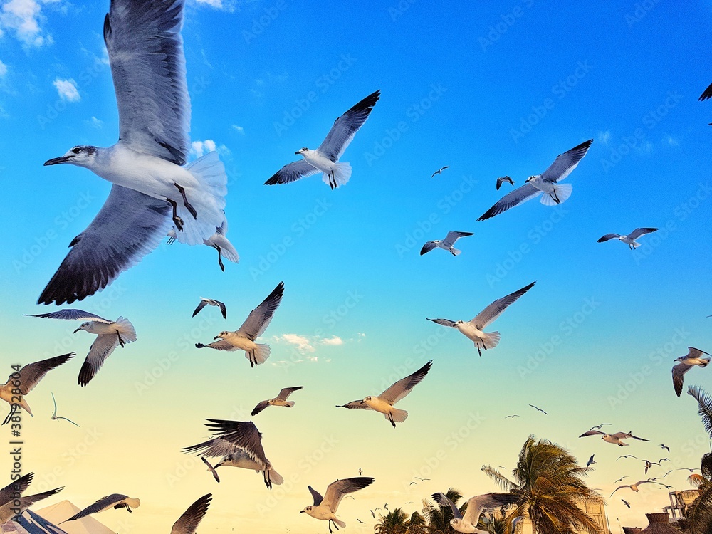 Obraz premium seagulls in flight