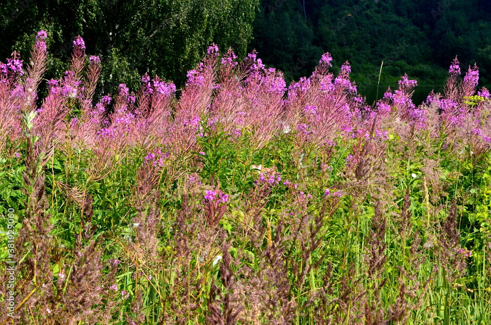 Blooming Willow herb Ivan tea in summer landscape. Pink flowers of Willow-herb. Herbal tea