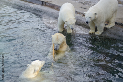 Small polar bear cubs with their mother bear, standing next to the water. Concept of protection of animals and wildlife.