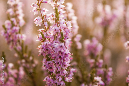 beautiful purple moor