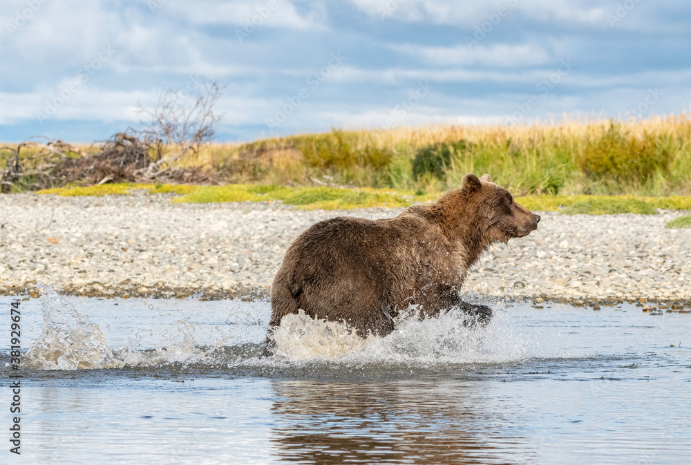 Female Coastal Brown Bear running in river