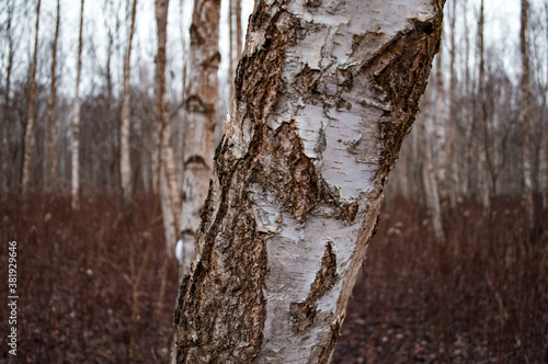 macro tree / forest
