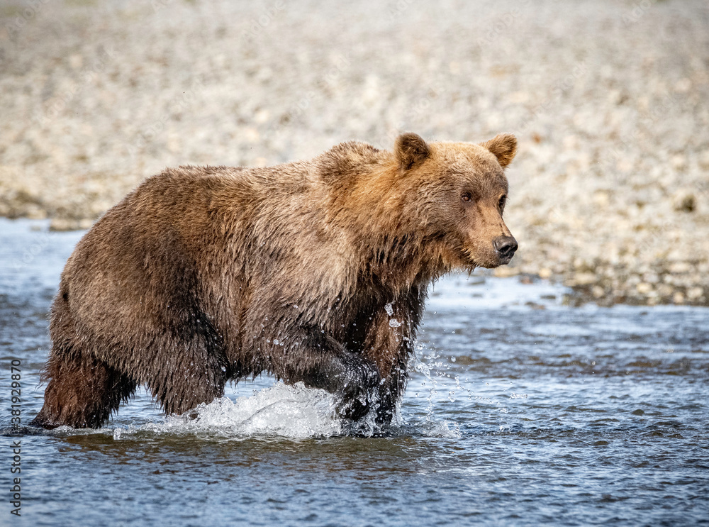 Female Coastal Brown Bear in river Female Coastal Brown Bear in river