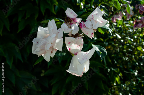 white - pink flowers in garden / polish plants