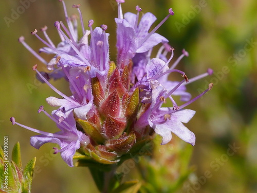 Spanish Oregano (Thymbra capitata) photo