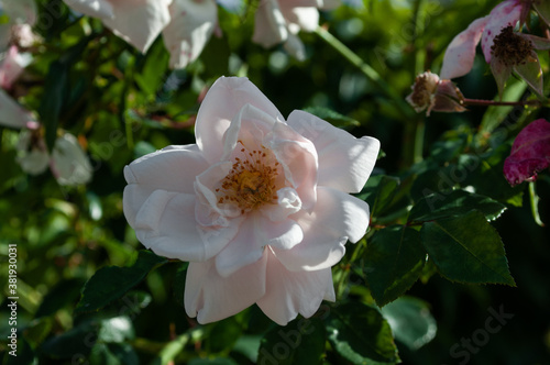 white - pink flowers in garden / polish plants