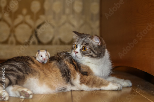 tricolor cat examines a white hamster looks