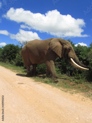 Elefant S  dafrika  Addo Elephant National Park
