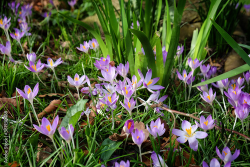 Early flowering Crocus 'tommasinianus Whitewell' purple in bloom photo