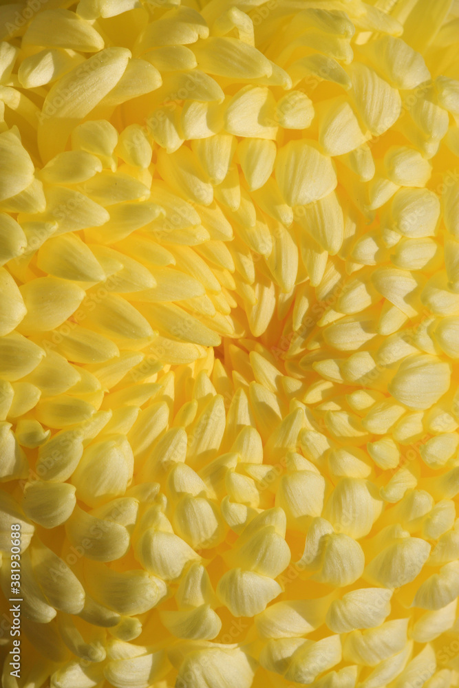 菊 菊