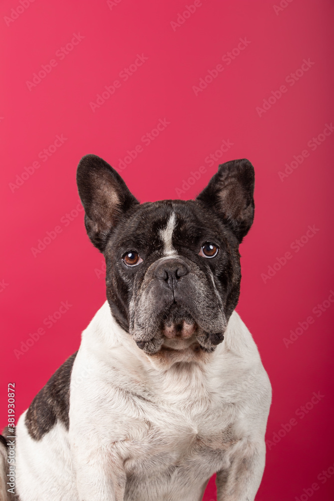Portrait of a French bulldog on red background looking at camera