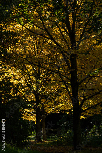 Magical Autumn Sunlight Illuminating Yellow Leaves on Betula Lenta Trees.