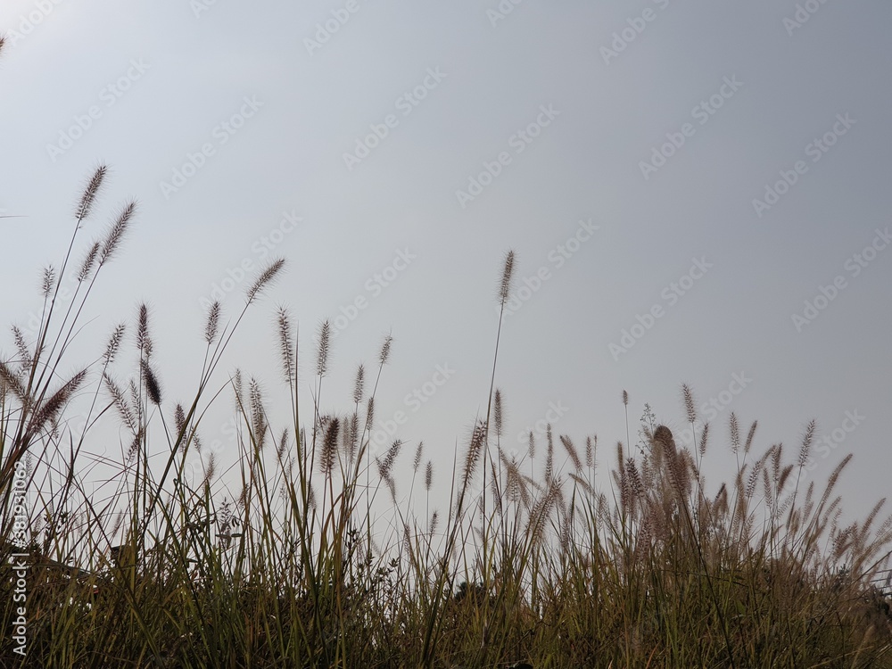 Obraz premium Korean garden meadow grass background