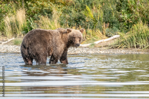 Female Coastal Brown Bear in river