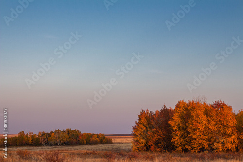 Beautiful autumn rural steppe landscape, autumn trees