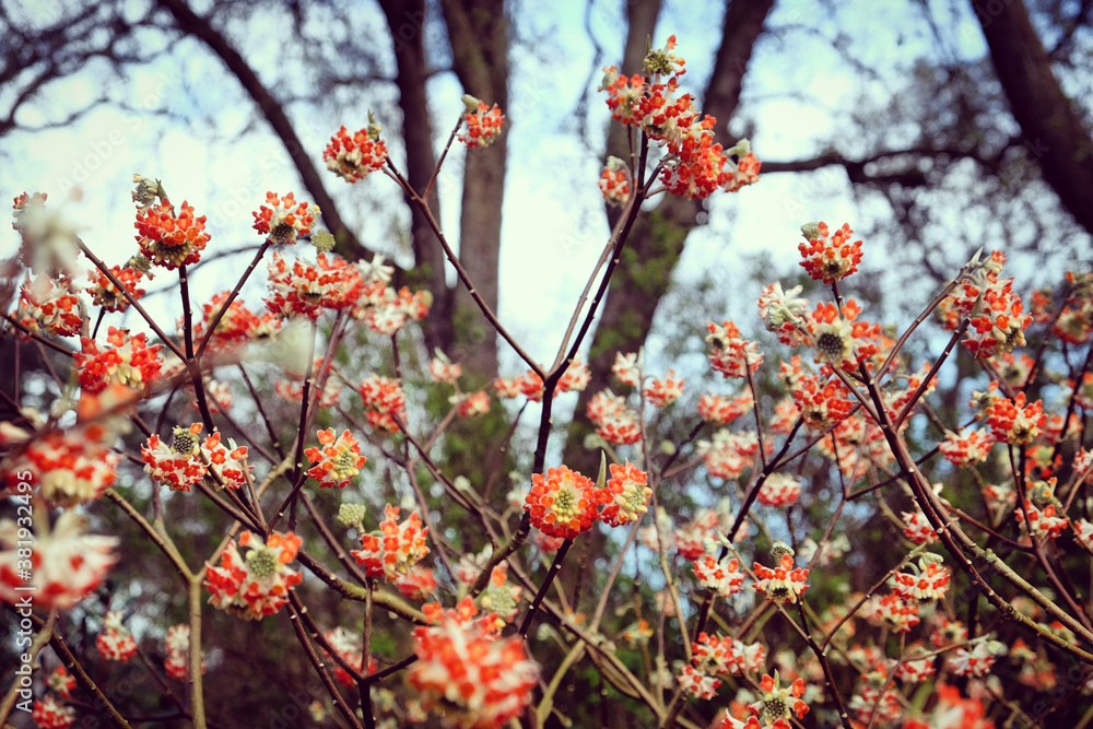Edgeworthia chrysantha 'Red Dragon' blooming in late winter Edgeworthia chrysantha 'Red Dragon' blooming in late winter
