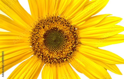 Closeup of one bright yellow sunflower with large petals on white background.