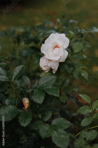 Cream roses in bloom