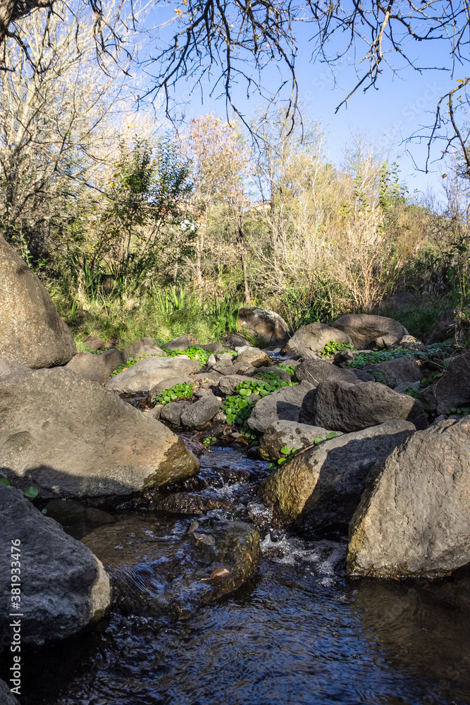 stream between the woods and rocks