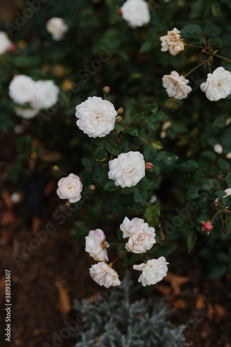 White roses in bloom